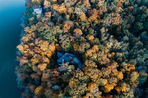 aerial view tree woodland and forest 4k HD Wallpaper