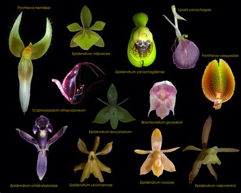 Perú nuevo libro documenta más de 700 especies de orquídeas en la