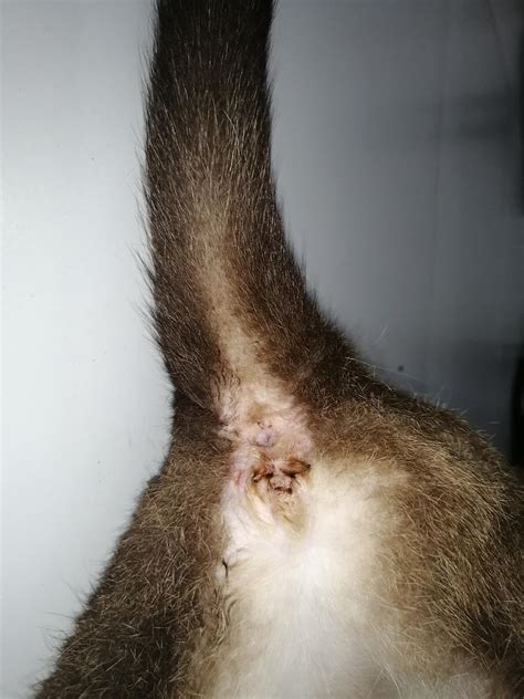 Cat Anal Gland Discharge Causes Colors And When To Worry