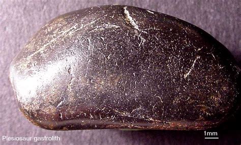 Gastrolith Markings