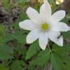 Сидераты: рожь - Садовое обозрение/Garden review — LiveJournal