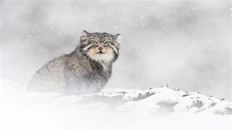 La Panthère Des Neiges Le César Du Meilleur Documentaire 2022 Est à