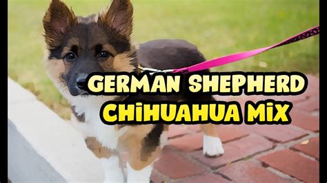 Can A German Shepherd Breed With A Chihuahua