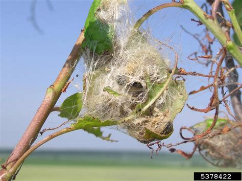 Browntail Moth Euproctis Chrysorrhoea