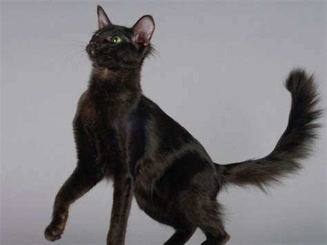 Oriental Longhair Cat: A Complete Breed Profile With Photos