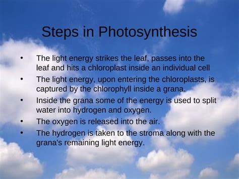 4 The Oxygen Cycle Ppt