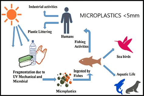 The Effect Of Microplastic Pollution On Marine Ecosystem [58] Download Scientific Diagram