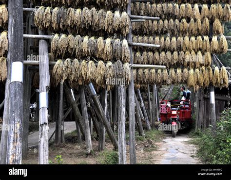 Guizhou China 13th Oct 2016 Kam Sweet Rice Aired In A Village In