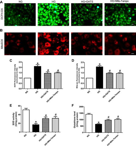 Effect Of DATS On Inhibition Of High Glucose Induced ROS Generation In