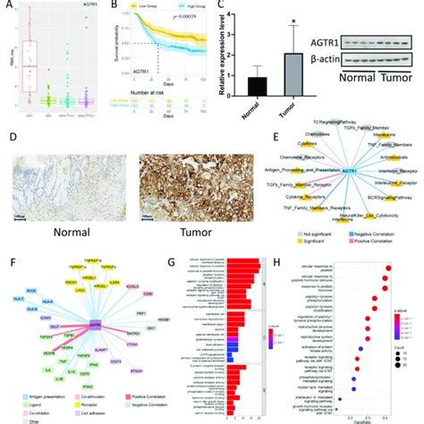 AGTR1 Is Related To The Expression Of Immune Pathways And Checkpoint