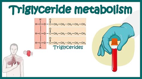 Triglycerides