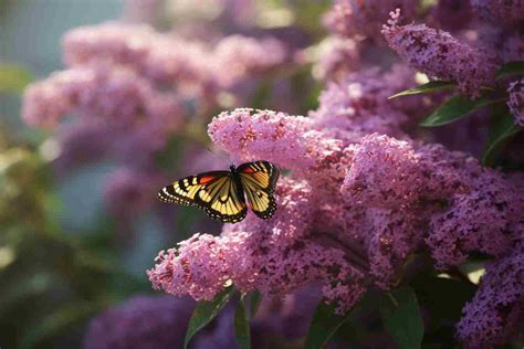 16 Flowers That Grow on Bushes: Your Ultimate Guide to Beautiful Bush Blooming Species - Foliage ...