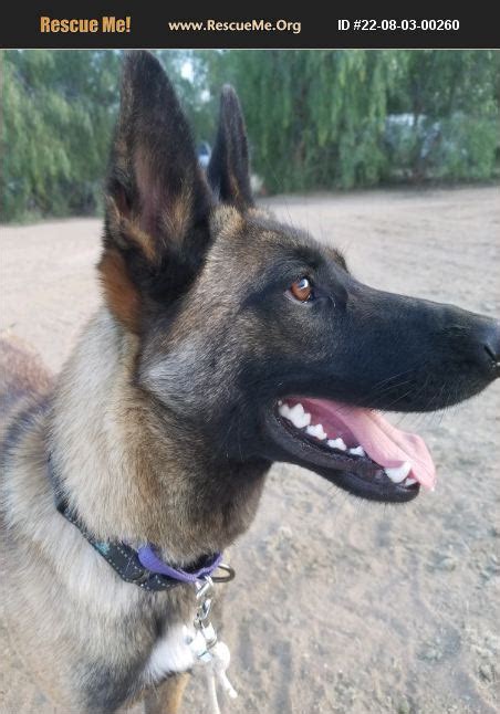 Adopt Belgian Malinois Rescue Encino Ca