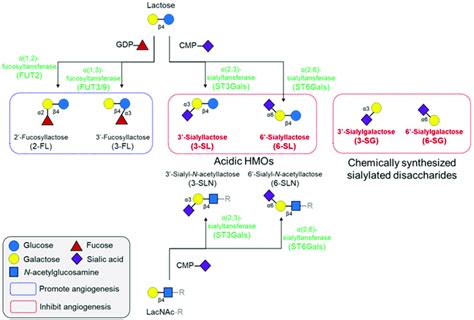 Structures and synthetic pathways of major HMOs and their effects on ...