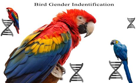 How To Use Our Kits To Do Bird Sex Gender Identification Forest Specialiezed In The