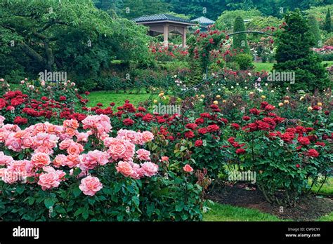 Portland’s International Rose Test Garden in Washington Park displays ...