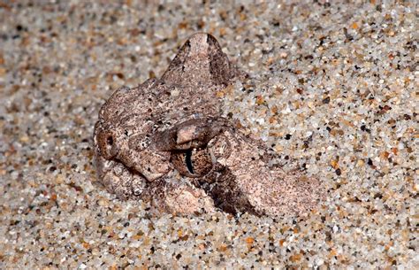 Sidewinder Photograph By Dante Fenolio Fine Art America