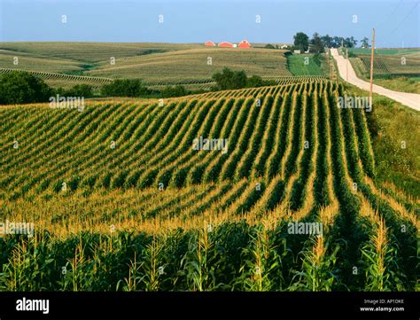 Iowa Corn Fields