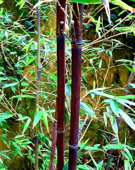 Moso Black Phyllostachys Nigra Black Bamboo ES 20 Seeds