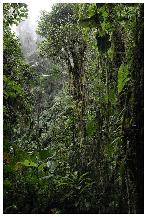 Cloudforest Pichincha Province Ecuador Joseph Beck Flickr