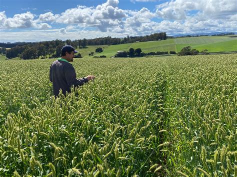 New Awnless Barley - Upper Murray Seeds