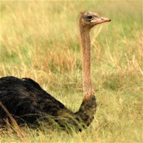 Ostrich Habitat and Distribution - Animal Facts and Information