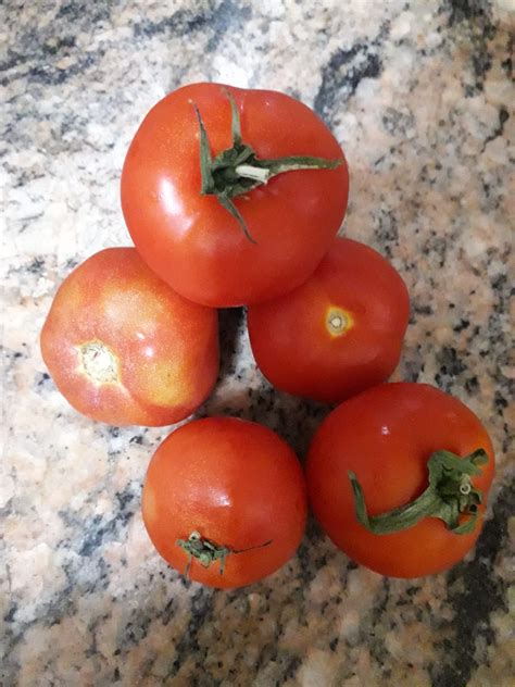 Jequitibás HortiFruti Tomate Italiano Reviews abillion