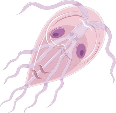 What Is The Difference Between Giardia Lamblia And Entamoeba Histolytica Compare The