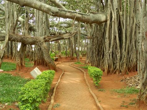 Big Banyan Tree