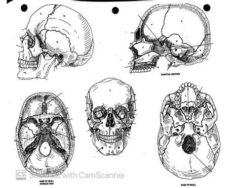 Bones of The Skull Quiz