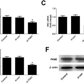 TUG1 Knockdown Inhibited The Akt Pathway In HL60 ADR Cells Western