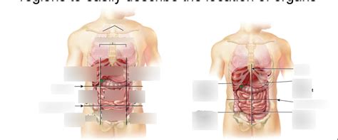 Abdominopelvic Regions And Quadrants Chapter 1 Diagram Quizlet