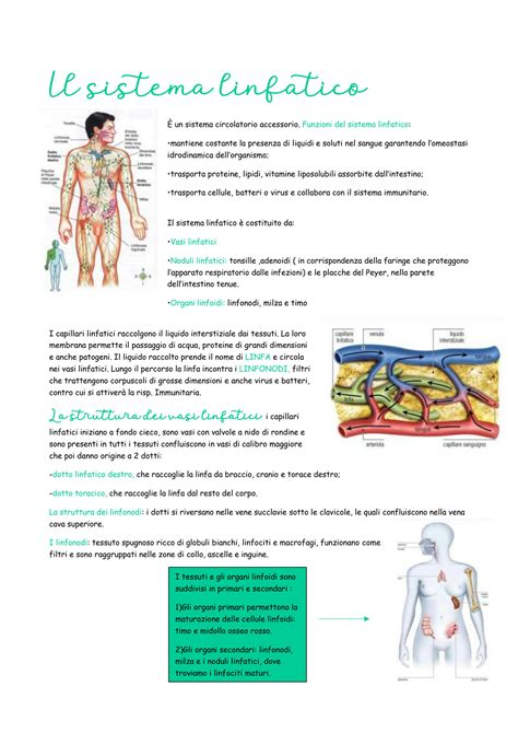 Solution Il Sistema Linfatico Studypool