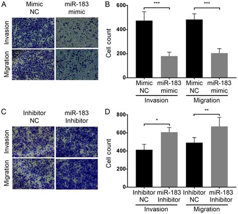 Microrna‑183 Inhibits A375 Human Melanoma Cell Migration And Invasion