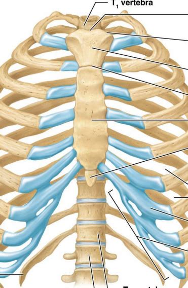 Sternum And Ribs Diagram Quizlet