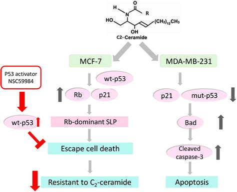 Ijms Free Full Text C2 Ceramide Induced Rb Dominant Senescence Like