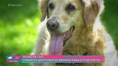 Roubo e furto de cães veja como proteger o seu pet Mais Você gshow