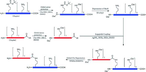 Genetic Incorporation Of N E Boc Lysine And Its Application To