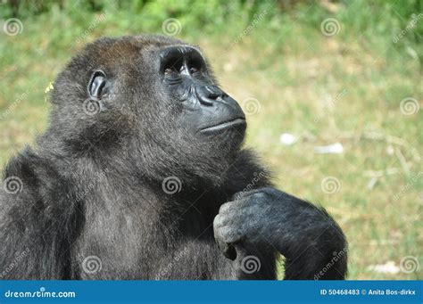 Monkey Is Thinking Stock Photo Image 50468483