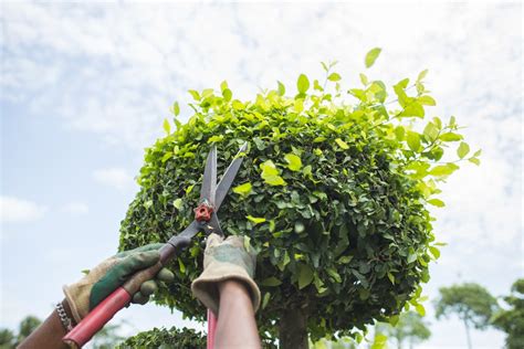 Professional Ottawa Tree Pruning Trimming Croft Tree Experts