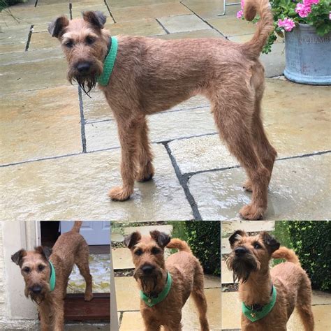 The Rain Has Come And Ive Had A Haircut Irish Terrier Dog Pictures