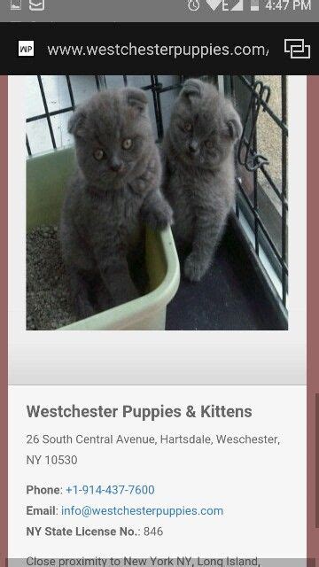 My next cat Russian blue Scottish fold munchkin kittens | Munchkin kitten, Russian blue cat ...