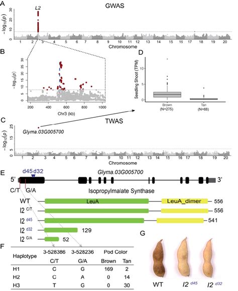 The Association Mapping And Validation Of Soybean Pod Color Gene L2