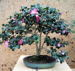 Fiche D Entretien Du Cam Lia Camellia Japonica Jardin Bonsa S