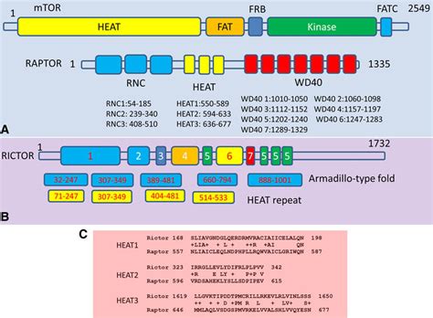 Illustration Of The Sequence Domains Of Mammalian Target Of Rapamycin