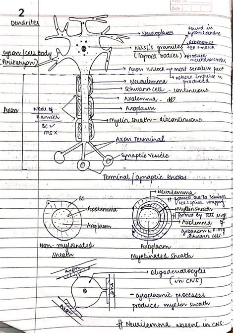 Solution Central Nervous System Brain Spinal Cord Peripheral Nervous