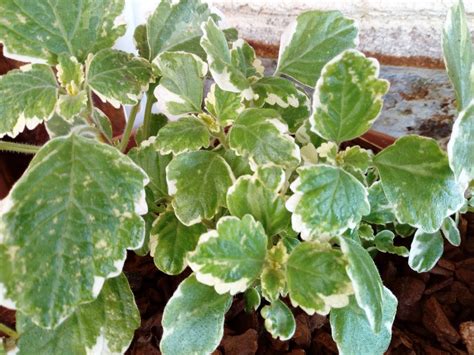 Biosfera Vegetal Incienso Plectranthus Coleoides