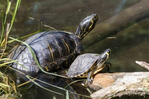 La dieta de las tortugas de agua una guía completa para su bienestar