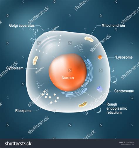 Anatomy Cell All Organelles Nucleus Ribosome 库存插图 1074943316 Shutterstock