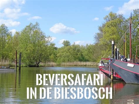 Beversafari In Nationaal Park De Biesbosch Worldwife